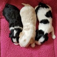 Cavapoo Puppies