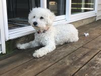 1 year old Cavapoo for sale