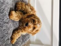 Red-Brown Cavapoo Puppy