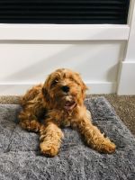 Red-Brown Cavapoo Puppy