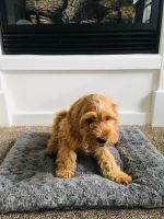 Red-Brown Cavapoo Puppy