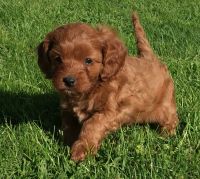 Cavapoo puppies