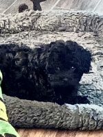 Cavapoo puppy for sale