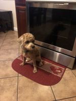 Cavapoo male apricot