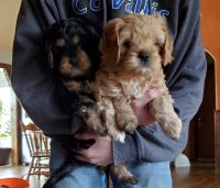 Cavapoo puppies