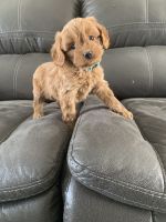 Adorable Cavapoo (maggie)