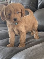 Adorable Cavapoo (maggie)