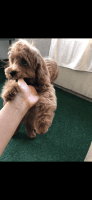 Cavapoo Female Puppy