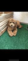 Cavapoo Female Puppy