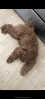 Cavapoo Female Puppy