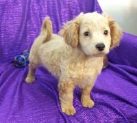 Beautiful CKC Cavapoo puppies for sale.
