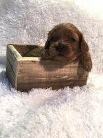 Cavapoo puppies