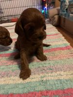 Cavapoo for sale