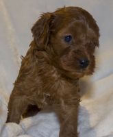 Cavapoo for sale
