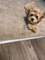 Beautiful 5mth old Cavapoo