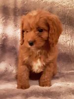 The sweetest little puppies