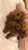 F1b Fox Red Cavapoo Puppies.