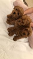 F1b Fox Red Cavapoo Puppies.