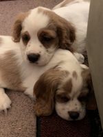 2 months old puppies