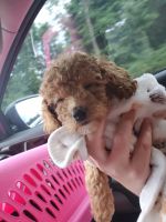 8 week old F1B Cavapoo