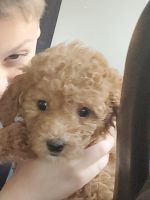 8 week old F1B Cavapoo