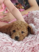 8 week old F1B Cavapoo
