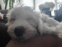 12 Week Old F1b Male Cavapoo Puppy for Sale