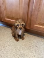 Perfect puppy cavapoo