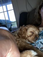 Perfect puppy cavapoo