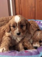 Cavapoo puppies for sale text ***