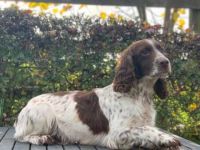 Beautiful, Cockapoo!