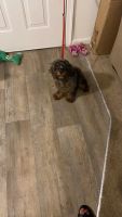 Cavapoo for sale