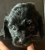 F1 gorgeous Cavapoo puppies are ready for there forever home s
