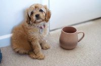 Beautiful Cavapoo puppies