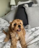 Beautiful Cavapoo puppies