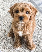 Toy Cavapoo puppies available