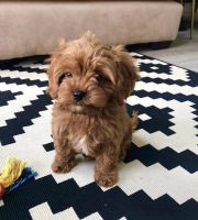 Toy Cavapoo puppies available