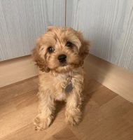 Cavapoo puppies