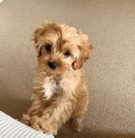 Cavapoo puppies