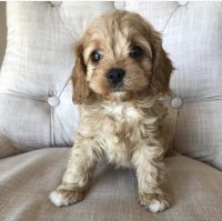 Cavapoo puppies