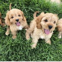 Cavapoo puppies
