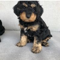 Cavapoo puppies