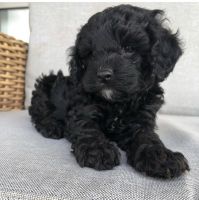 Cavapoo puppies
