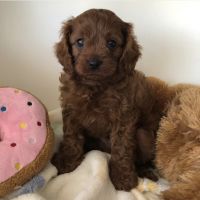 Cavapoo puppies