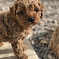 Cavapoo puppies