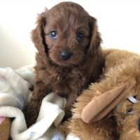 Cavapoo puppies