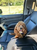 Cavipoo puppy for sale