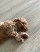 Adorable Cavapoo Puppy