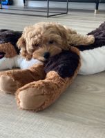 Adorable Cavapoo Puppy