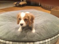 Adorable cavapoo puppy